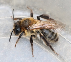 Andrena scotica