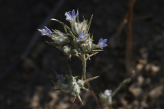 Eriastrum wilcoxii