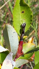 Eriophyes cerasicrumena