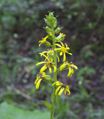 Ligularia fischeri