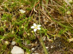 Moehringia ciliata