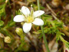 Moehringia ciliata