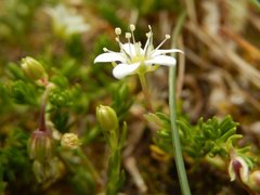Moehringia ciliata