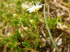 Moehringia ciliata