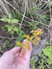 Solidago chapmanii