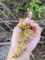 Solidago chapmanii