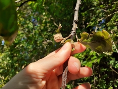 Andricus infectorius