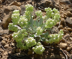Physaria acutifolia