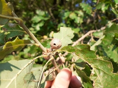 Andricus infectorius