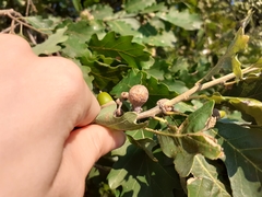 Andricus infectorius