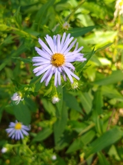 Symphyotrichum