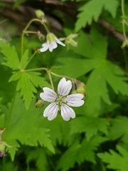 Geranium krylovii