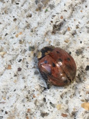 Harmonia axyridis