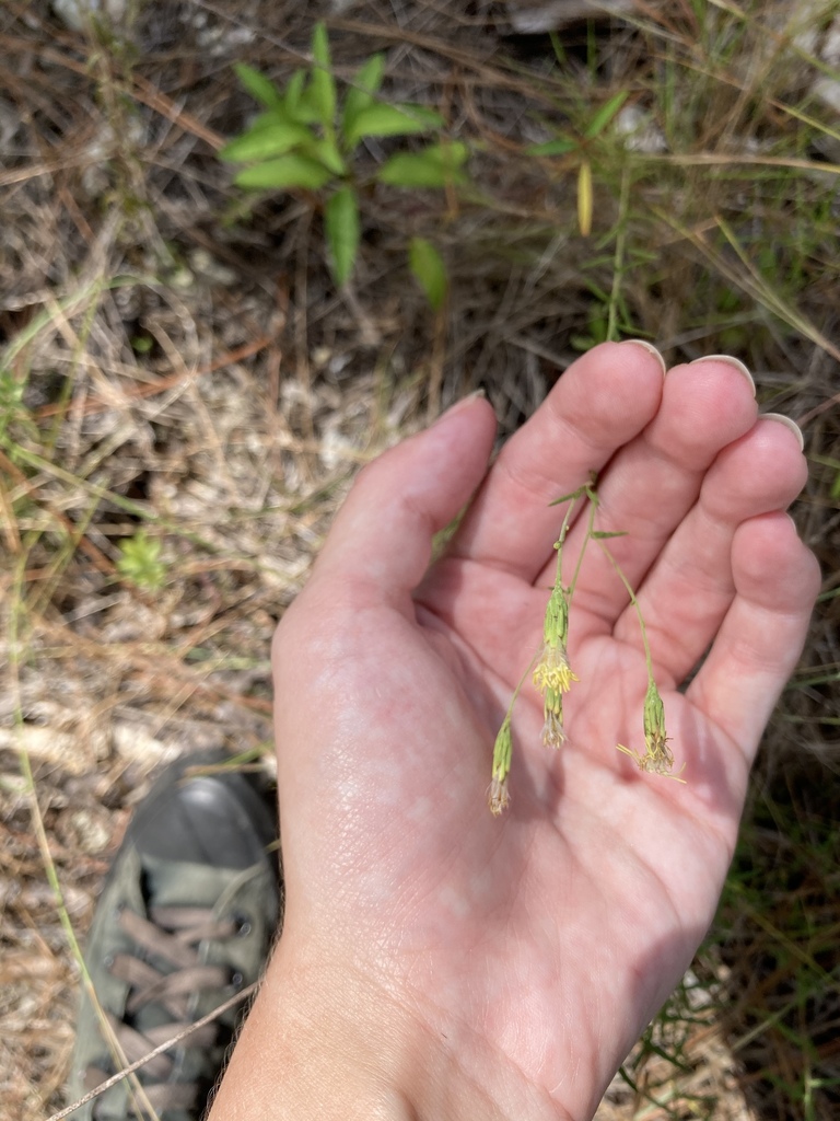 Brickellia mosieri; photograph Jade Fortnash, CC0, iNaturalist via GBIF