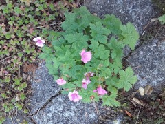 Geranium × oxonianum