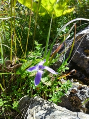 Gentianopsis ciliata ciliata