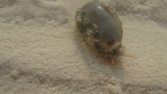 Erronea