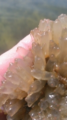 Ecteinascidia turbinata