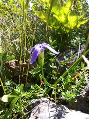Gentianopsis ciliata ciliata