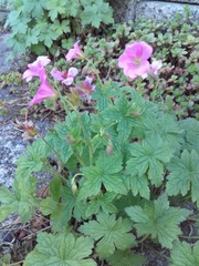 Geranium × oxonianum