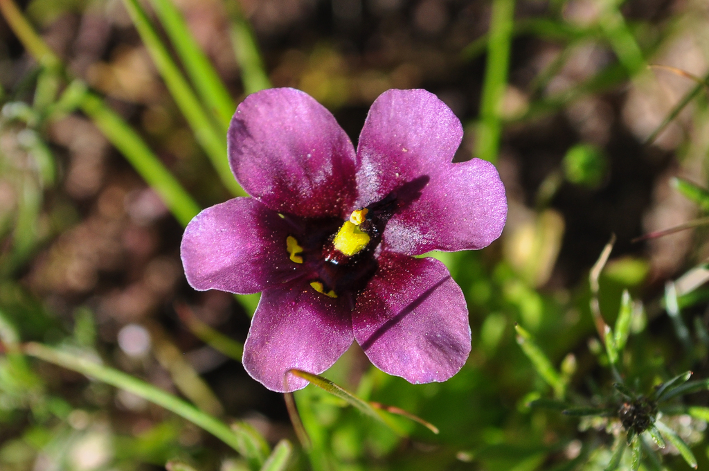 Cape Twinspur