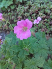 Geranium × oxonianum
