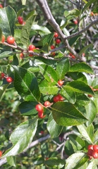 Ilex laevigata