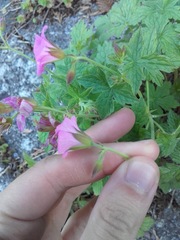 Geranium × oxonianum