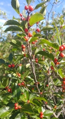 Ilex laevigata