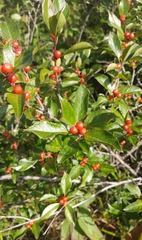 Ilex laevigata