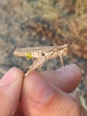 Melanoplus complanatipes