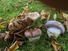 Phlegmacium balteatocumatile