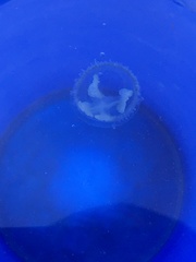 Craspedacusta sowerbii