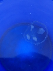 Craspedacusta sowerbii