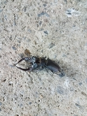 Lucanus elaphus