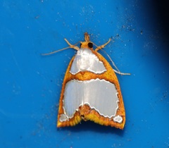 Titulcia confictella