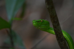 Trimeresurus vogeli