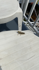 Melanoplus differentialis