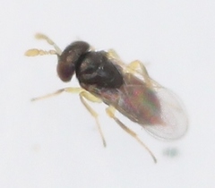 Aphelinus
