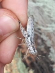 Melanoplus complanatipes