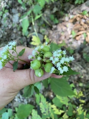Schizomyia eupatoriflorae