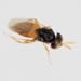 蚜小蜂屬 - Photo 由 Marie Lou Legrand 所上傳的 (c) Marie Lou Legrand，保留部份權利CC BY-NC