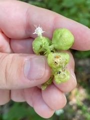 Schizomyia eupatoriflorae