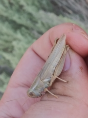 Melanoplus packardii