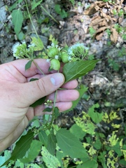 Schizomyia eupatoriflorae