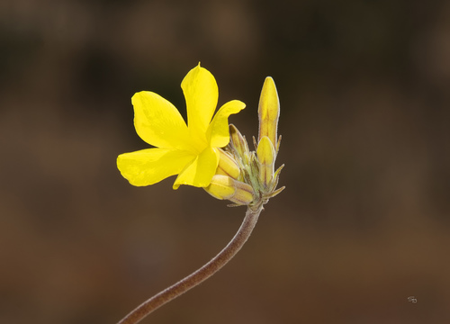 Pachypodium rosulatum image