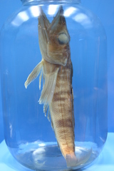 Mackerel Icefish photo 5