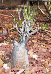 Pachypodium rosulatum image