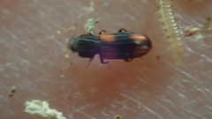 Bitoma crenata