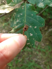 Andricus galeatus
